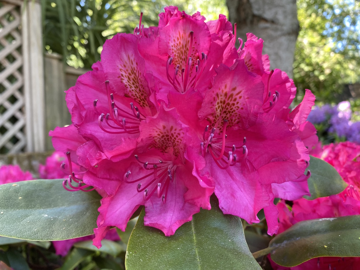 Pearces American Beauty